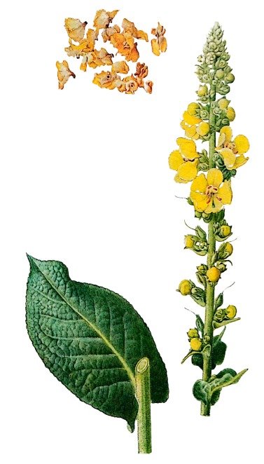 Molène faux phlomis